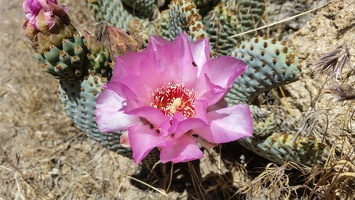 PHOTO 20170528 134120