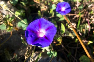 nepal 11