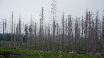 harz 08
