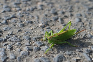 sonst 02